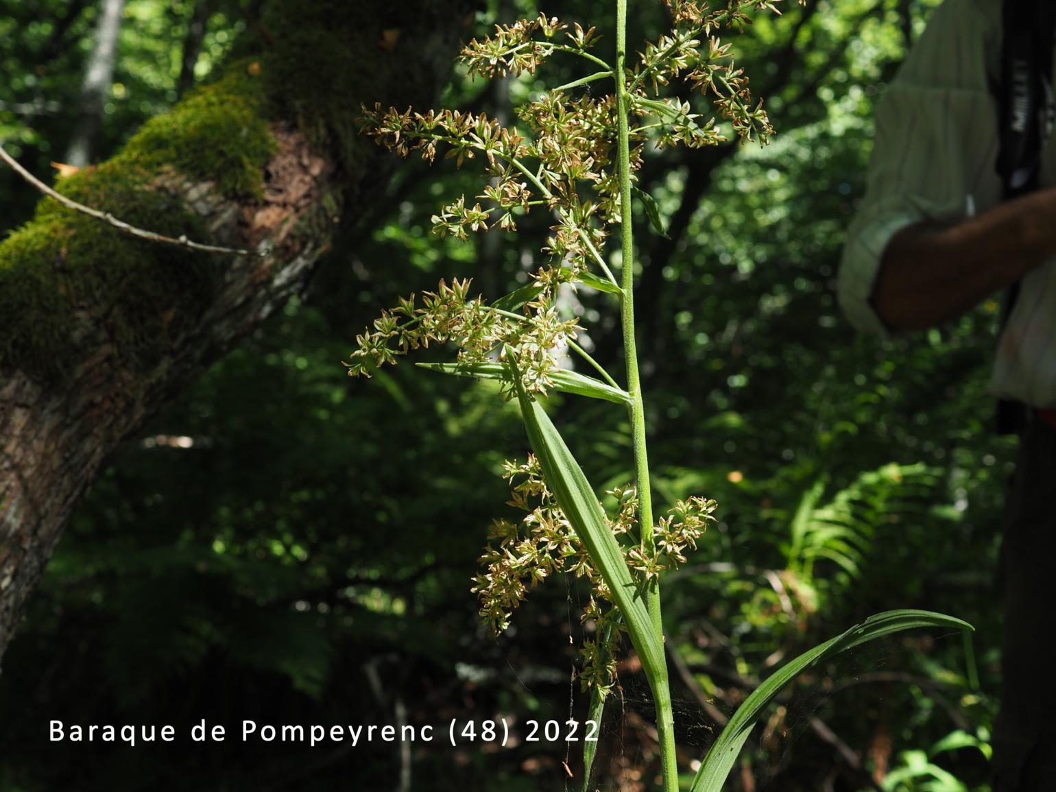 White False Helleborine